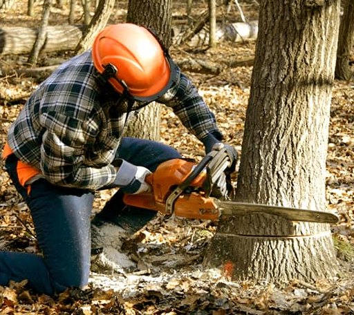 Tree Removal in De Witt, NE